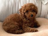 A Kalite Orjinal Red Toy Poodle Yavrularimiz