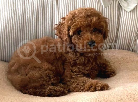 A Kalite Orjinal Red Toy Poodle Yavrularimiz