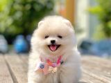 Ayıcık Surat Boo Pomeranian Yavrular