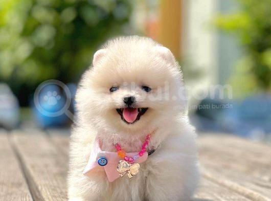 Ayıcık Surat Boo Pomeranian Yavrular