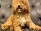 Muhteşem Güzelli̇kte Poodle Yavrularim