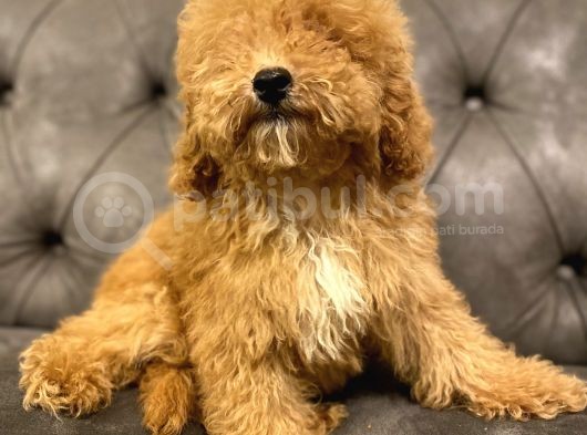 Muhteşem Güzelli̇kte Poodle Yavrularim görsel