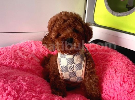 Tüy Dökmeyen Toy Poodle Yavrular