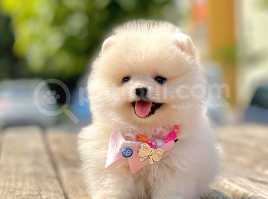 Ayıcık Surat Boo Pomeranian Yavrular görsel