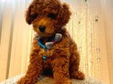 Toy Ve Mi̇nyatür Seçenekli̇ Poodle Yavrular