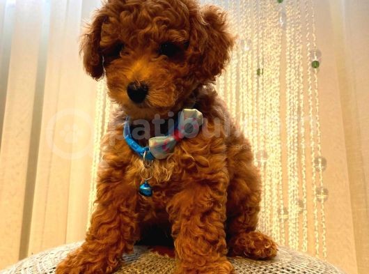 Toy Ve Mi̇nyatür Seçenekli̇ Poodle Yavrular görsel