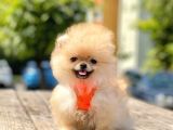 Safkan Teddy Face Pomeranian Boo Yavruları