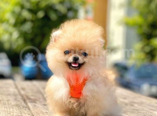 Safkan Teddy Face Pomeranian Boo Yavruları