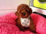Tüy Dökmeyen Toy Poodle Yavrular