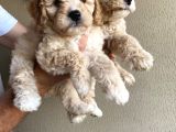 Alerji̇ Yapmayan Koku Yapmayan Toy Poodle Bebi̇şler