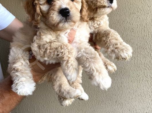 Alerji̇ Yapmayan Koku Yapmayan Toy Poodle Bebi̇şler