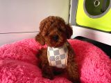 Tüy Dökmeyen Toy Poodle Yavrular