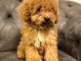 Muhteşem Güzelli̇kte Poodle Yavrularim