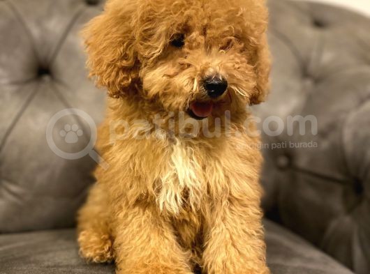 Muhteşem Güzelli̇kte Poodle Yavrularim görsel