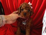 Akıllı Toy Boy Poodle Yavrular