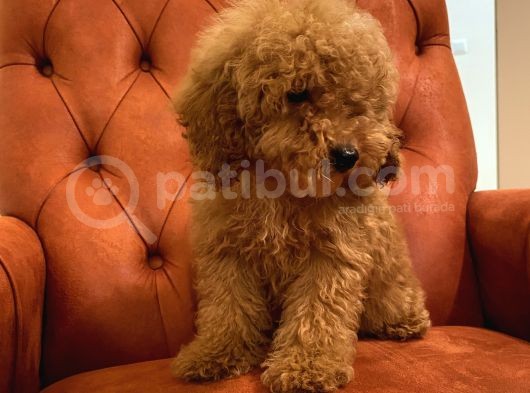 Güzeller Güzeli Red Toy Poodle Bebeğimiz görsel