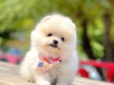 Ayıcık Surat Boo Pomeranian Yavrular