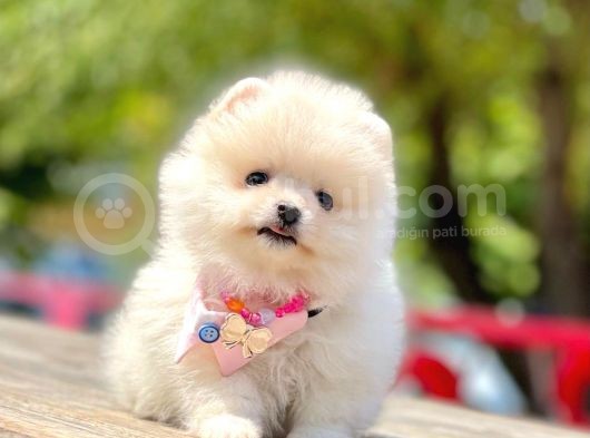 Ayıcık Surat Boo Pomeranian Yavrular görsel