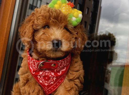 Toy Ve Mi̇nyatür Seçenekli̇ Poodle Yavrular görsel