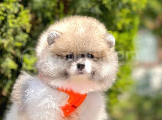 Safkan Teddy Face Pomeranian Boo Yavruları görsel