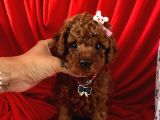 Akıllı Toy Boy Poodle Yavrular