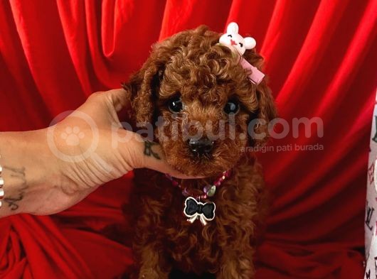 Akıllı Toy Boy Poodle Yavrular görsel