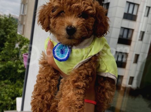 Toy Ve Mi̇nyatür Seçenekli̇ Poodle Yavrular