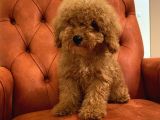 Güzeller Güzeli Red Toy Poodle Bebeğimiz
