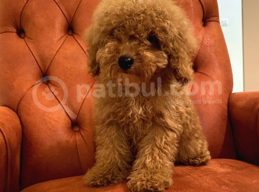 Güzeller Güzeli Red Toy Poodle Bebeğimiz görsel