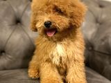 Muhteşem Güzelli̇kte Poodle Yavrularim