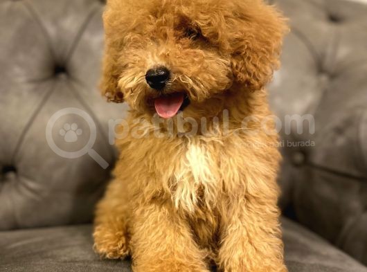 Muhteşem Güzelli̇kte Poodle Yavrularim görsel
