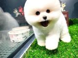 AA Kalite Safkan  Pomeranian Oğlumuz