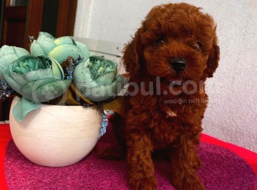 Ev Ortamında Poodle Bebekler görsel
