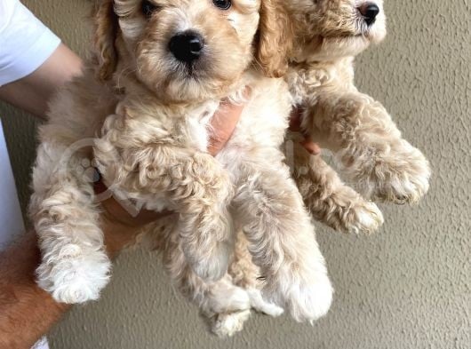 Alerji̇ Yapmayan Koku Yapmayan Toy Poodle Bebi̇şler görsel