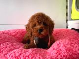 Dişi-Erkek Toy Boy Poodle Bebekler