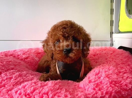 Dişi-Erkek Toy Boy Poodle Bebekler görsel