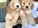 Alerji̇ Yapmayan Koku Yapmayan Toy Poodle Bebi̇şler