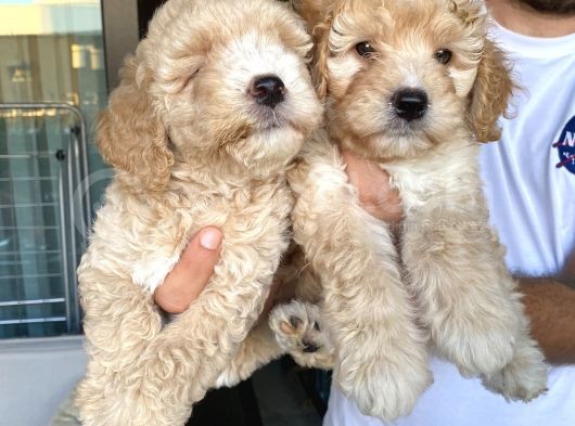 Alerji̇ Yapmayan Koku Yapmayan Toy Poodle Bebi̇şler görsel