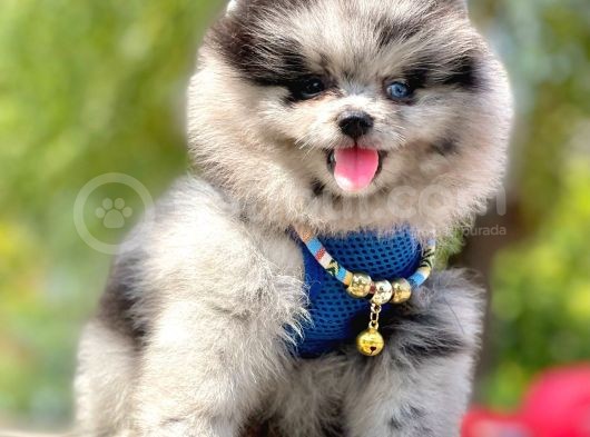Safkan Teddy Face Pomeranian Boo Yavruları görsel