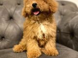 Muhteşem Güzelli̇kte Poodle Yavrularim