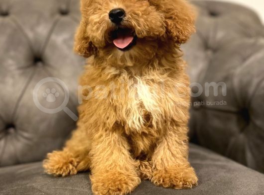 Muhteşem Güzelli̇kte Poodle Yavrularim görsel