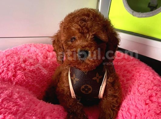 Dişi-Erkek Toy Boy Poodle Bebekler