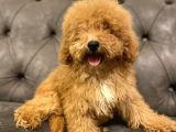Muhteşem Güzelli̇kte Poodle Yavrularim