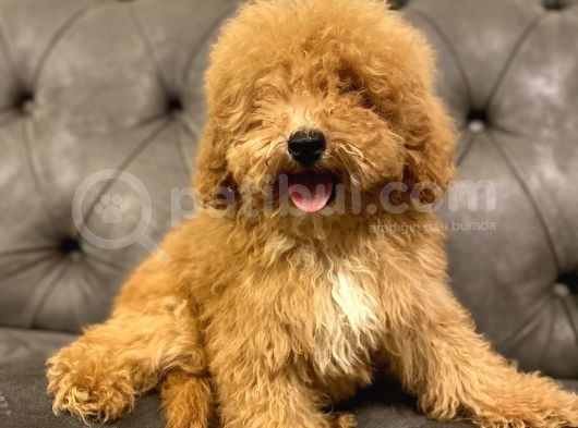 Muhteşem Güzelli̇kte Poodle Yavrularim görsel