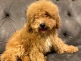 Muhteşem Güzelli̇kte Poodle Yavrularim