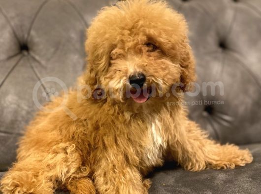 Muhteşem Güzelli̇kte Poodle Yavrularim görsel