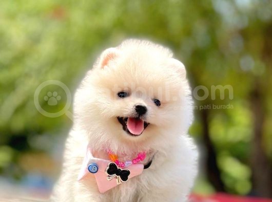 Ayıcık Surat Boo Pomeranian Yavrular görsel