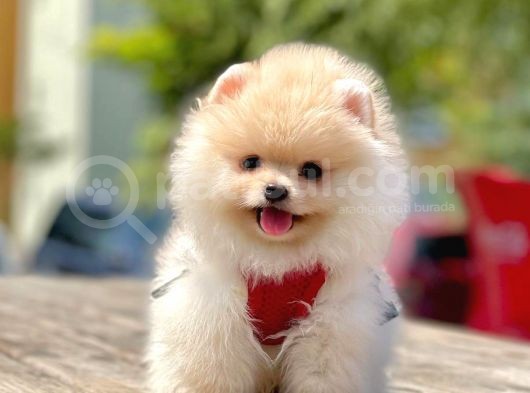 Safkan Teddy Face Pomeranian Boo Yavruları görsel