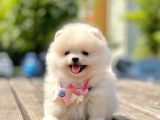 Ayıcık Surat Boo Pomeranian Yavrular