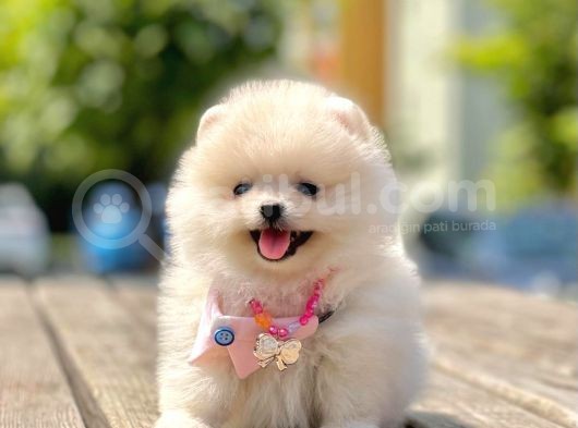 Ayıcık Surat Boo Pomeranian Yavrular görsel